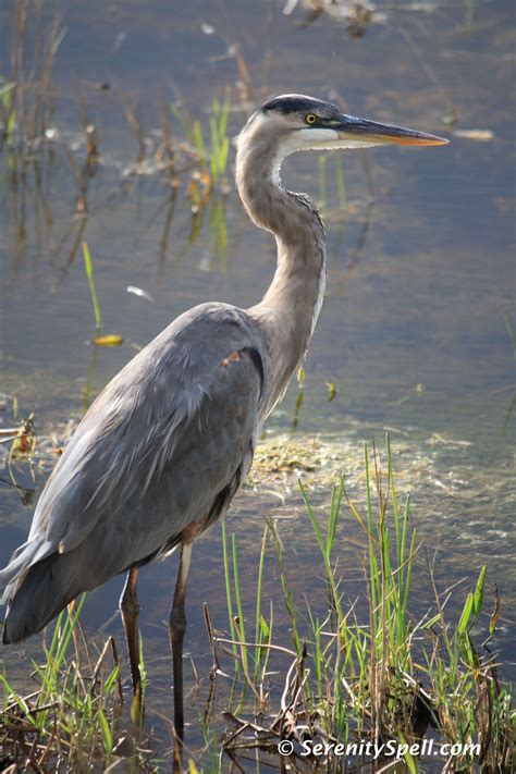 heron birds photos.